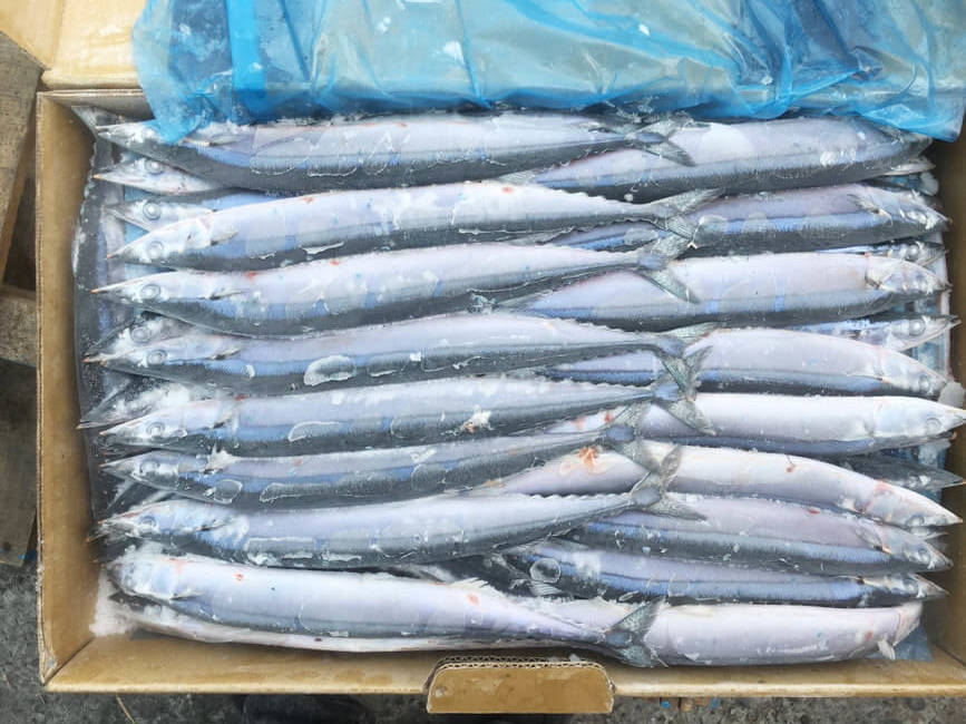2017。秋刀魚size2_171206_0008-e1513589160965.jpg