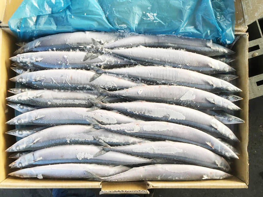 2017秋刀魚size1_171206_0006-e1513589285460.jpg